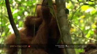 Orangutan mother plays with her baby [upl. by Cartan]