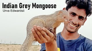 Indian Grey MongooseNevlaa Az Information and interesting Facts [upl. by Annatsirhc]