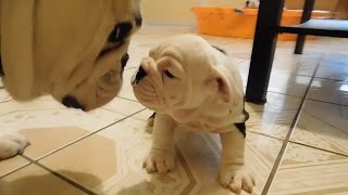 Englishbulldog puppy meets father first time amp steals my camera  cute video [upl. by Ahsekel]