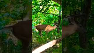 Wiggle Wiggle l SASAPGM468  viral trending deer love [upl. by Nehtanoj]