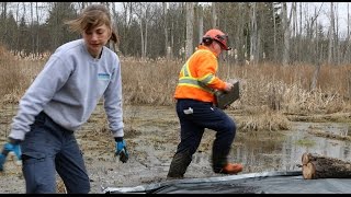 Removing Invasive Phragmites [upl. by Seditsira]