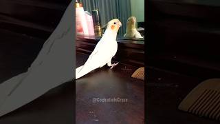 Milos Melodies A Cockatiels Charming Chirps 🎶🦜🥰 CockatielsCraze [upl. by Aholah]