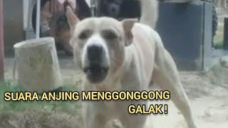 SUARA ANJING MENGGONGGONG  DOG SOUND [upl. by Darrow263]