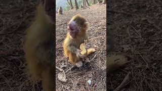 Good Monkey Awesome Monkey Wild Monkeys Outdoors Interesting Animal Behaviors Top Animal 103 [upl. by Ledua293]