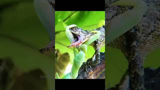 Lizard died💀 from an insect🦗animalshorts animals shortvideo lizard [upl. by Alleuqcaj151]