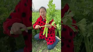 Landscape celery vegetables farm amazing harvest celery vegetables landscape agriculture [upl. by Enitnelav254]