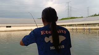 HERCULEANMHTC645XXXH5 section travel rod withMegadog fighting Chao Phraya Catfish [upl. by Etteve]