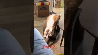 Compilation of the Funniest Animals That Will Make You Laugh Out Loud part 2 funny cat animals [upl. by Yregerg]