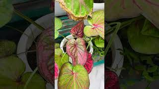 My beautiful Caladiums 🥰gardening caladium colourfulplants [upl. by Ailerua]