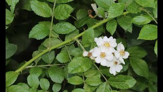 Identifying Invasives Multiflora Rose [upl. by Samalla]