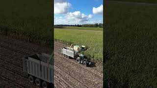 KRONE BIG X 780 am Mais häckseln amp VALTRA T215 am Abfahren [upl. by Iblehs]