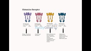 Histamine Receptors Immunological and Neurological Roles [upl. by Nalid]