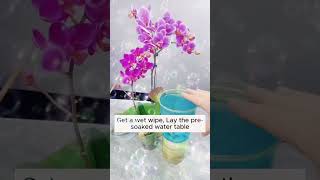 The fastest way to rooting orchids garden short [upl. by Bart]