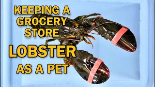 KEEPING GROCERY STORE LOBSTER AS A PET  RESCUE MISSION [upl. by Liatris398]