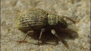 Sciaphilus asperatus  Weevil  Rüsselkäfer [upl. by Noitna]