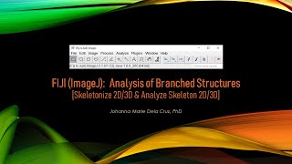 FIJI ImageJ Analysis of Branched Structures Skeletonize 2D3D amp Analyze Skeleton 2D3D [upl. by Ahsekar83]