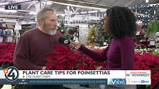 How to care for poinsettias this holiday season [upl. by Paff]