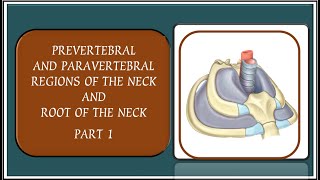 PREVERTEBRAL AND PARAVERTEBRAL REGIONS OF THE NECK AND ROOT OF THE NECK [upl. by Nahtanaj559]