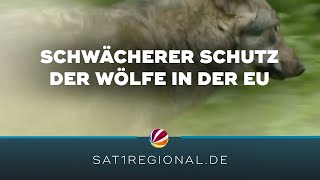 Schwächerer Schutz der Wölfe in der EU Reaktionen aus Niedersachsen [upl. by Corabelle]