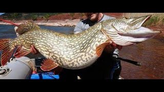 Fishing Planet how to Pikeslasher Monster boss pike Emerald lake setup tackle guide [upl. by Prudy]