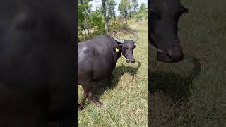 Sri Chowdeshwari Farm pragnent buffalo [upl. by Dnaltroc]