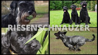 Riesenschnauzer  Rasseportrait [upl. by Feldman211]