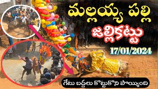 Mallaiah Palli Jallikattu 🐂  2024 Traditional Chittoor Jallikattu  మల్లయ్య పల్లి జల్లికట్టు 🤯 [upl. by Toback593]