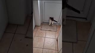 25 year old cat uses cat flap for the first time ever [upl. by Christopher]