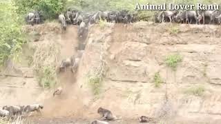 Wildebeest Migration Masai Mara River KenyaWildebeest Crossing Mara River Masai Mara Migration [upl. by Larkins]