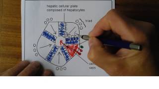 Liver 5 Liver diagrams [upl. by Arret]