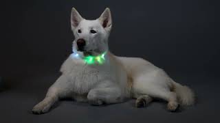 How to Customize the Length of your LED Dog Collar [upl. by Buyers]