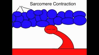 Skeletal Muscle Sarcoplasm and sarcolemma [upl. by Odracer]