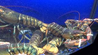 North American Lobsters  Lively in Tank [upl. by Richelle927]