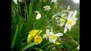 Easter Lilies Blowing in the wind [upl. by Coster447]