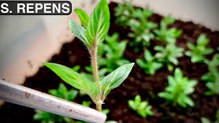 Staurogyne Repens  How to Propagate Staurogyne Repens Emersed [upl. by Adnahsed295]