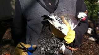 How to clip bird wing feathers to prevent flying [upl. by Joli]