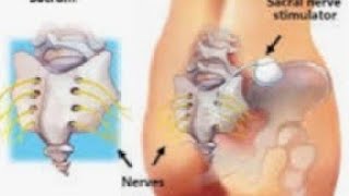 Function of Sacral nerve S5 [upl. by Koerlin616]