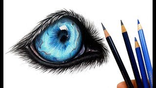 Lets draw a wolf eye  Colored pencil [upl. by Notsehc]