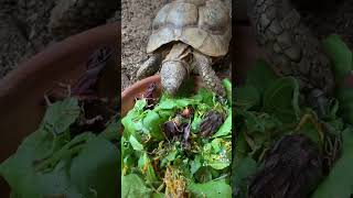 Feed my tortoises with me [upl. by Schoening178]