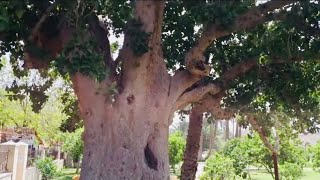 ¿Cómo es el Árbol de Sicómoro al que se subió Zaqueo Así se ve en Jericó [upl. by Hsetirp721]