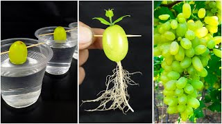 Best technic for growing grape plant at home  Water propagation [upl. by Schnurr]