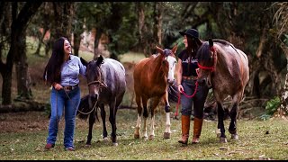 Conheça a Selaria Dias  Sua Loja Especializada de Artigos de Cavalos e Ruminantes [upl. by Hurless584]