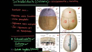 11 Anatomie Schädeldach  Schädelkalotte [upl. by Nellaf]