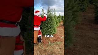 How Christmas trees are grown and prepared shorts [upl. by Wilbur]