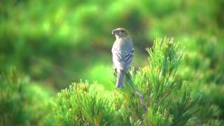 ギンザンマシコ（4）旭岳  Pine grosbeak  Wild Bird  野鳥 動画図鑑 [upl. by Kermie]