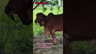 🍁Top Quality Gir Cow For Sale 😱  Dvgohil  9099521524 dairyfarm gircow [upl. by Kenzi]