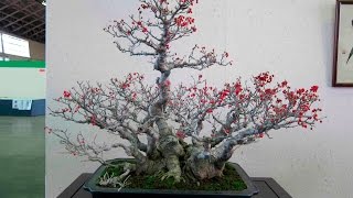 Ilex crenata Japanese Holly [upl. by Cadmann]