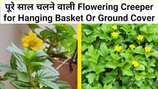 Wedelia Trilobata Creeping Daisy Flowering Plant Care In Pot  In Hindi 🍀🌿🌺 [upl. by Irej]