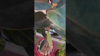 Rubber plant  beautiful plant  gardening  healthy plant  youtube  viral shorts [upl. by Sivad]