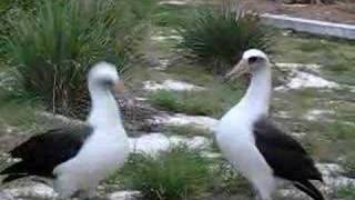 laysan albatross mating dance [upl. by Elliot]